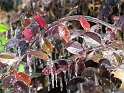 DFW-IcePocalypse-2013_Thaw (120)